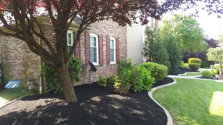 Fresh black mulch beds with a curved concrete edge under a red maple