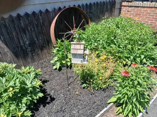 A planted garden bed with coneflowers and fresh black mulch