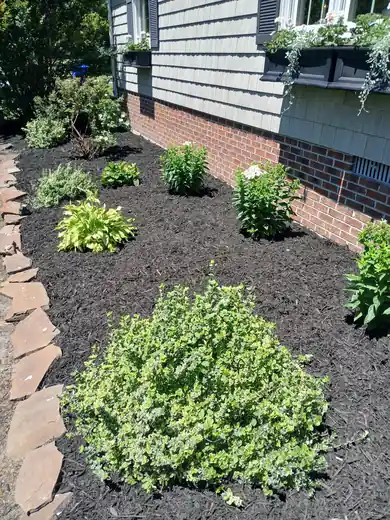 Fresh mulch bed with shrubs along grey siding and stone edging