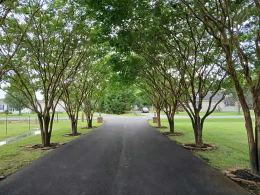 A long driveway lined with crape myrtles over trimmed, edged grass