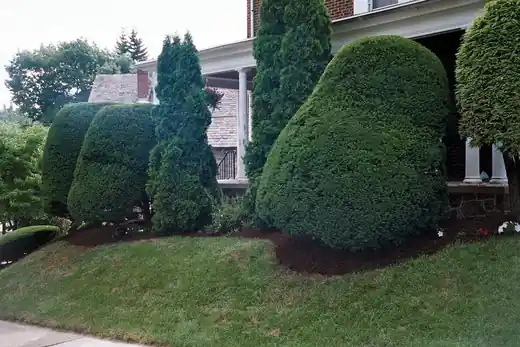 Sculpted evergreen shrubs in front of a porch