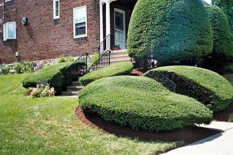 Shrubs trimmed into rounded mounds in front of a brick house