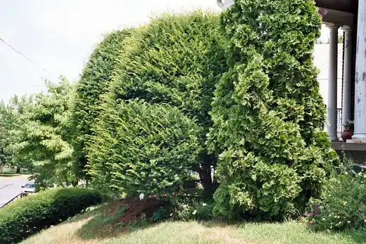 Tall clipped arborvitae and juniper