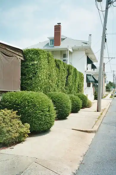 Row of rounded clipped shrubs along a sidewalk