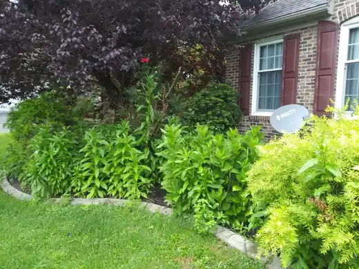 Overgrown shrub bed along a brick house