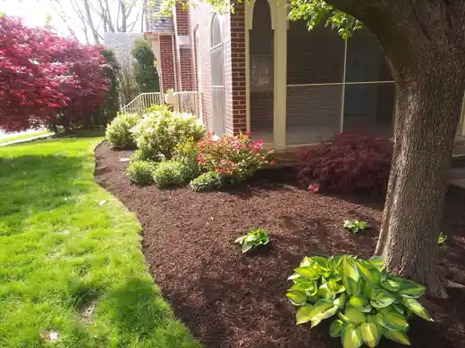 A fresh mulch bed curving around a tree trunk with hostas and a red Japanese maple